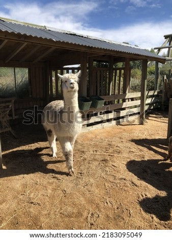 an alpaca in christchurch new zealand