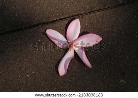 Purple frangipani flowers fall on the floor