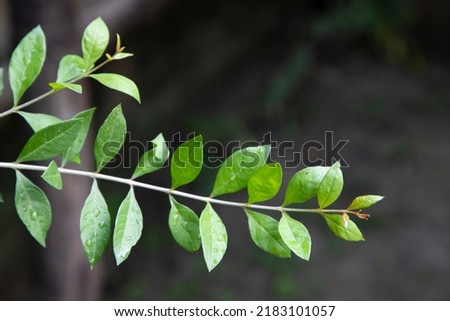 Herbal Green Henna branch or leaves ( Mehendi pata) with blurry Background   