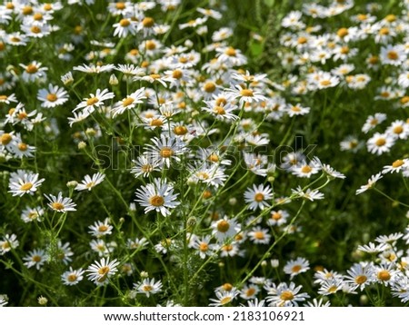 Flowering of daisies. Oxeye daisy, Leucanthemum vulgare, Daisies, Dox-eye, Common daisy, Dog daisy, Moon daisy. Gardening concept     