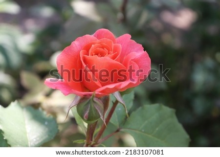 Cherry, yellow and apricot color Modern Shrub Rose Freisinger Morgenröte flowers in a garden in July 2021. Idea for postcards, greetings, invitations, posters, wedding and Birthday decoration
