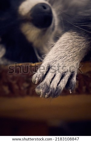 Vertical photo of a small raccoon's paw while sleeping