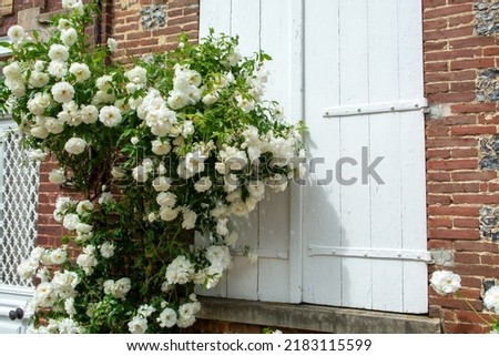 Summer blossom of fragrant colorful roses flowers on narrow streets of small village Gerberoy, Normandy, France Royalty-Free Stock Photo #2183115599
