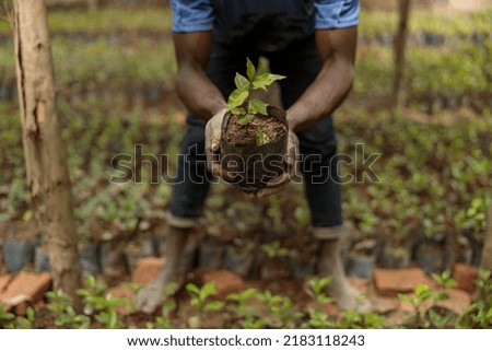 Cropped photo of African American farm worker planting coffee sprout, Rwanda region Royalty-Free Stock Photo #2183118243