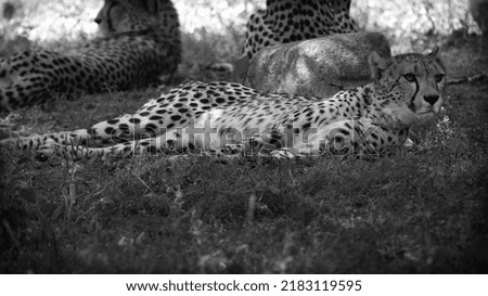 Cheetah the fastest  cat, cheetah portrait, Acinonyx, black and white picture.