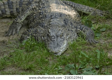 Crocodile close up, crocodile head,  big teeth and eyes. Zoo Warsaw Poland.