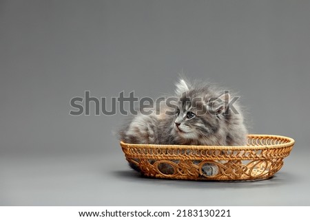 A fluffy gray kitten is sitting in a wicker basket. A small cat looks out of a basket on a gray background