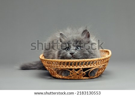 A fluffy gray kitten is sitting in a wicker basket. A small cat looks out of a basket on a gray background