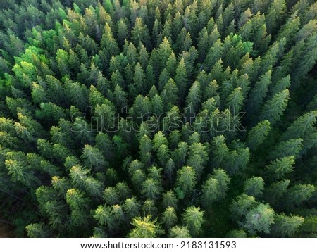 Green spruce forest, top view. Flying over the taiga in summer.Treetops in the forest.Danger of getting lost. Hiking in summer. Royalty-Free Stock Photo #2183131593