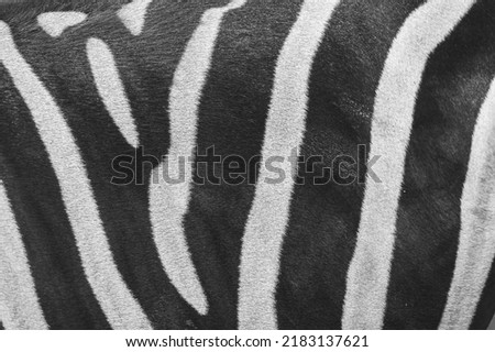 Close up of Zebras back, black and white photography. Black and white photo of animal, close-up shot. Picture taken in Sigulas zoo, Latvia.