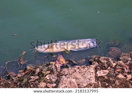 Dead fish float to the surface of the wastewater. environmental pollution The water is poisonous and lacks oxygen. Royalty-Free Stock Photo #2183137995