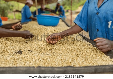 Cropped photo of memale workers sorting coffee beans at the farm, Rwanda region