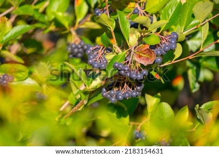 Aronia berries (Aronia melanocarpa, Black Chokeberry) growing in the garden. Branch filled with aronia berries. Close up photo. Royalty-Free Stock Photo #2183154631