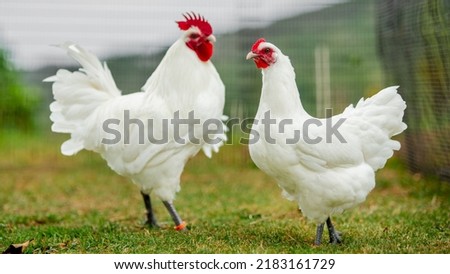 Beautiful Rare Chicken Breeds on a organic Farm in a natural light. Silkies, Seramas and other chickens dreamly captured  Royalty-Free Stock Photo #2183161729
