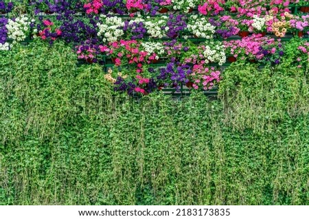Natural background of plants. Texture of green plants.