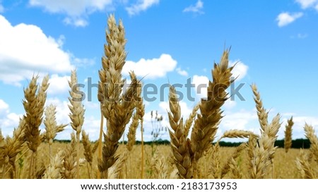 Ears of golden ripe wheat against the blue sky. Winter wheat harvest. Cultivation of grain crops, food security in the world. the concept of agricultural business. environmentally friendly wheat Royalty-Free Stock Photo #2183173953
