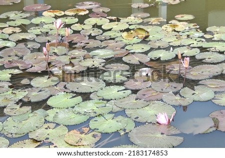 lotus flower in water pond