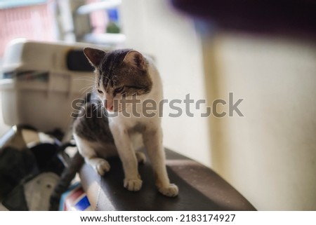 portrait of a grey cat with stripes laying on a ground, close-up, selective focus. High quality photo, Cat hunting to toy mouse at home, Burmese cat face before attack, funny domestic kitten plays 