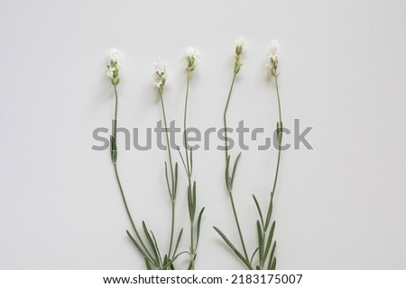 Top View On Dried White Lavander Flowers In A Row, Isolated On White Background, Minimal Concept,Flat Lay,Selective Focus