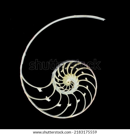 Pearl structure Nautilus symmetry cross section inside pattern Nature background texture on black background
