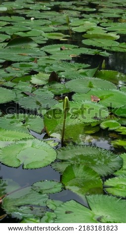 Lotus - Picture of lotus in a nature pool