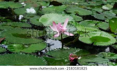 Lotus - Picture of lotus in a nature pool