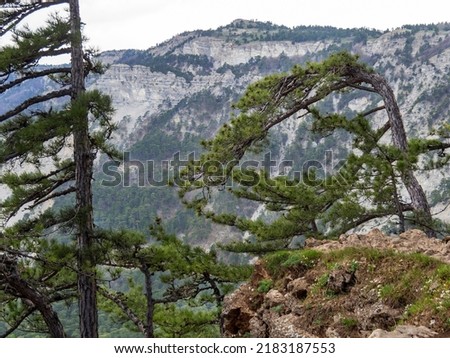 Landscape view of the rock Ay Petri of Crimea with green pines. Royalty-Free Stock Photo #2183187553