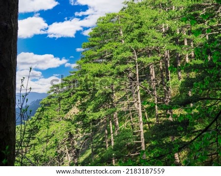 Landscape view of the rock Ay Petri of Crimea with green pines. Royalty-Free Stock Photo #2183187559