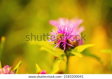 Macro image of bee collects nectar from flowers and converts it into the honey. Wild nature, medicinal plants and health concept. Copy space for design or text.