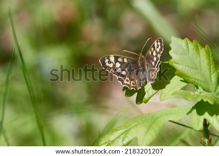 Speckled wood butterfly in spring in the forest