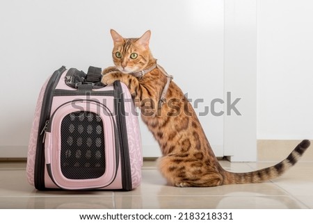 Bengal cat on a leash next to a carrying bag, waiting for a walk. Royalty-Free Stock Photo #2183218331
