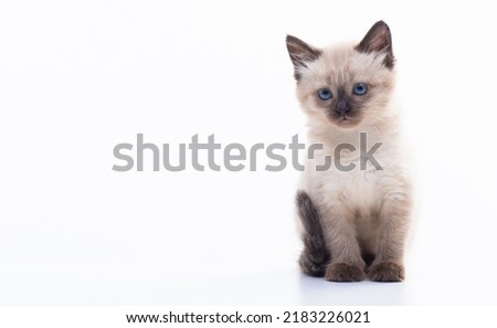 A small blue-eyed Thai or Siamese kitten. Isolation on a white background. High quality photo