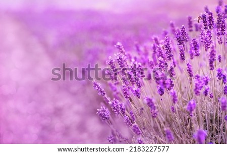 Summer purple lavender field . Bunch of scented flowers in the lavanda fields, lavender flowers, purple picture.