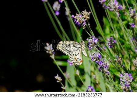 Old World Swallowtail or common yellow swallowtail (Papilio machaon) sitting on lavender in Zurich, Switzerland