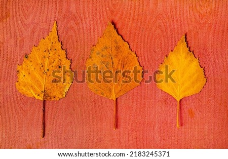 Autumnal Leaves on the Old Red Fabric Background closeup