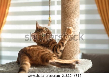 Bengal cat plays with a scratching post in the living room. Natural lighting. Royalty-Free Stock Photo #2183246819