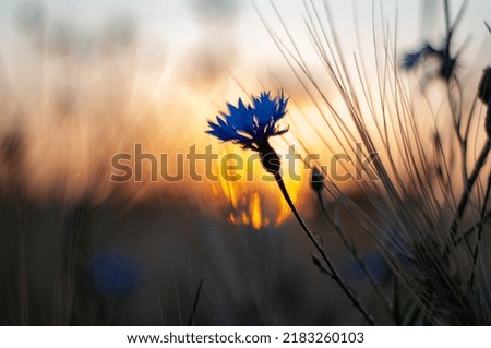 Blue flower on deep orange sun