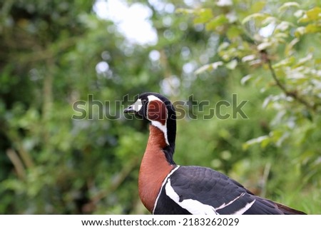 Single red breasted goose, Branta ruficollis, in profile with a blurred background of the leaves of trees and shrubs.