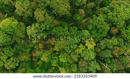 Aerial flight over fresh healthy grown green tropical Rainforest during rainy monsoon season in southern Thailand. overhead wide scenic wilderness and tree tops in drone top down view. Royalty-Free Stock Photo #2183263409