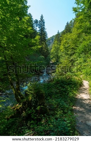 Nature trail with stones, steps and roots, dark forest path among birch, oak, maple and spruce trees, bordered with various forest flowers and bushes. sun rays break through the canopy