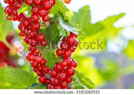 Red currant with green leaves in the garden
. red berries for eating