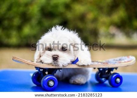 
little cute mattese puppy riding a skateboard