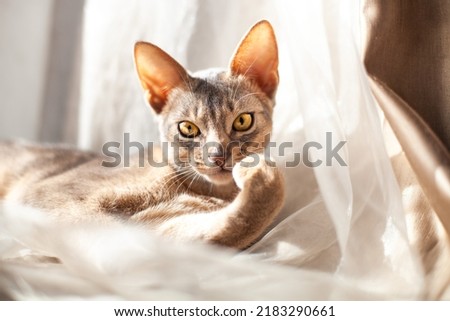 Abyssinian blue cat lying on a linen of neutral color. Calm five month old kitten with yellow eyes. Pets care. World cat day. Image for websites about cats. Selective focus on cats forehead. Royalty-Free Stock Photo #2183290661