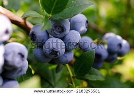 Fresh organic blueberries on a bush. Blueberry garden tasty, useful berry. Vaccinium corymbosum, tall blueberry. Ripe blueberries on a bush. Blueberry harvest in the garden. Royalty-Free Stock Photo #2183295581