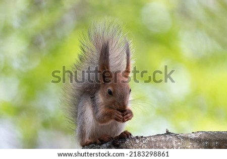 Funny furry squirrel with fluffy tail sitting on the stump and eating nuts against summer backdrop.Pretty squirrel with tufted ears and black eyes closeup.Feed wild animals in forest to help nature Royalty-Free Stock Photo #2183298861