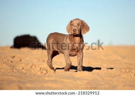 A cute new born pure bred weimaraner puppy dog posing in this photo taken on the beach on a beautiful summer day in the Eastern Cape, South Africa