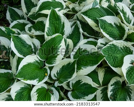 Plantain lily (hosta) 'Patriot' with large, ovate-shaped, satiny, dark green leaves adorned with irregular ivory margins growing in the garden Royalty-Free Stock Photo #2183313547