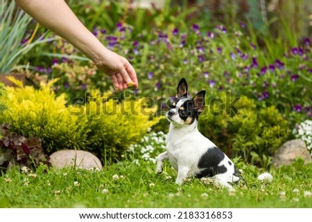 Chihuahua dog training, the hand holds out a treat to the dog