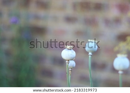 Green poppy seed heads in autumn against blurred wall with copy space