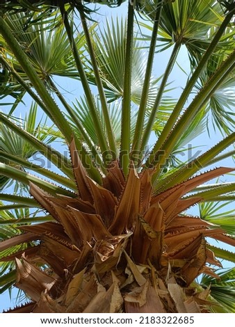 This tropical tree can survive cold temperatures as low as 10 degrees, providing you with the perfect plant for bringing the tropics up north.